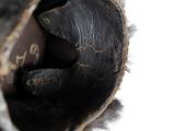 a close up view of the inside of a black bear ' s paw