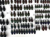 a lot of bugs that are hanging on the wall
