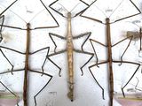 a lot of insects that are on the wall