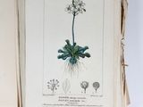 an old book with a drawing of a plant on it