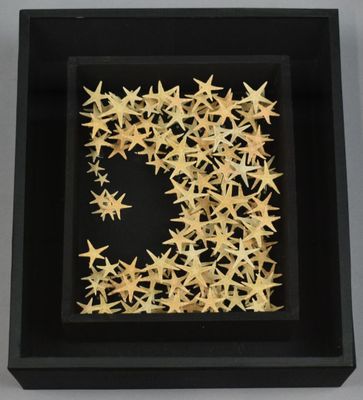 Composition d'ÉTOILES DE MER fixées individuellement sur épi…