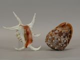 two shells sitting next to each other on a table