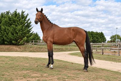 a horse that is standing in the grass near a fence