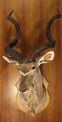 Grand koudou (Tragelaphus strepsiceros) (CH)