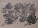 un dessin représentant un groupe d'oiseaux dans un champ