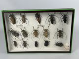 a lot of bugs that are in a display case