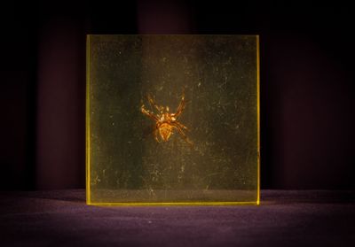 une araignée qui se trouve à l'intérieur d'une boîte en verre