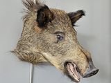 a boar head mounted on the wall of a bathroom