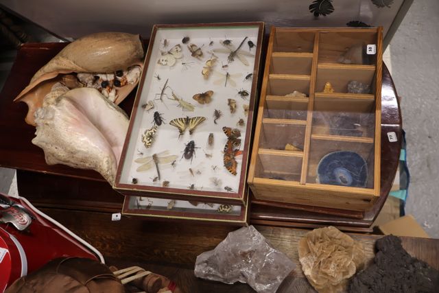 Collection de minéraux et insectes sous cadres et coquillages