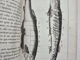 un vieux livre sur lequel figurent un poisson et une tête de poisson