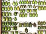 a lot of green beetles on display in a display case