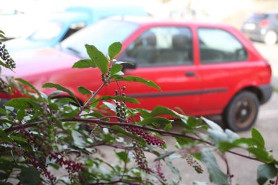 a red car parked in a parking lot next to a bush