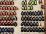 a lot of beetles that are on display in a display case