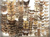 many moths in a white frame on the wall