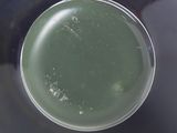 a green liquid in a black bowl on a table