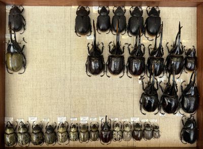 a lot of beetles that are on display in a wooden frame