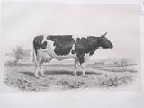 a black and white cow standing in a field