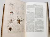 an open book with drawings of spiders on it