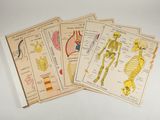 quatre fiches médicales anciennes comportant des illustrations du corps humain