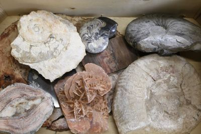 a box full of different types of rocks in it