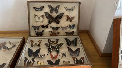 de nombreux types de papillons dans une vitrine