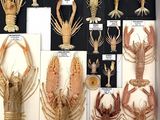 many different types of lobsters displayed in a display case