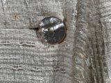 a close up of a piece of wood with a metal button