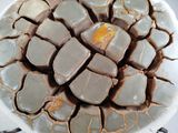 a white plate topped with pieces of chocolate and caramel