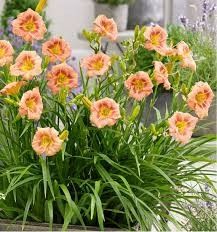 Destockage & Invendus