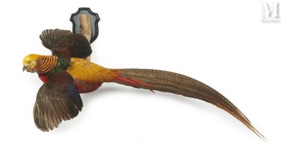 an image of a pheasant mounted on a wall
