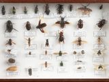many different types of insects displayed in a display case