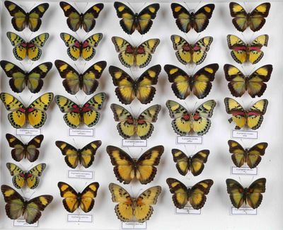 de nombreux types de papillons différents présentés dans une vitrine