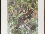 painting of a bird sitting on a rock in the middle of a forest