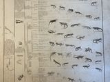 an old book with a bunch of drawings of animals on it