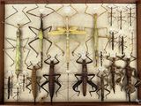 a lot of insects that are in a wooden frame