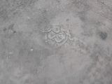 a close up of a cement floor with a flower design
