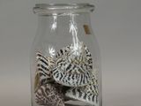 a glass jar with shells inside of it on a table