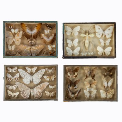 quatre boîtes contenant différents types de papillons, sur fond blanc