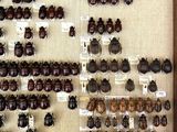 a lot of beetles on display in a display case