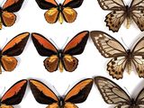 several different types of butterflies are displayed on a white surface