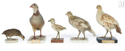 un groupe d'oiseaux posés sur des blocs