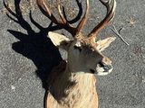 a dead deer head on the ground with antlers on it