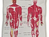 an image of a diagram of the muscles of the human body