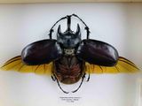 Photo 1/5 du lot
