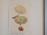 an open book with a picture of a mushroom on it