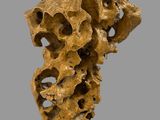 a close up of a piece of rock with holes in it