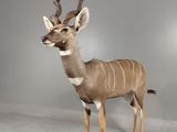 a stuffed animal that is standing in a room
