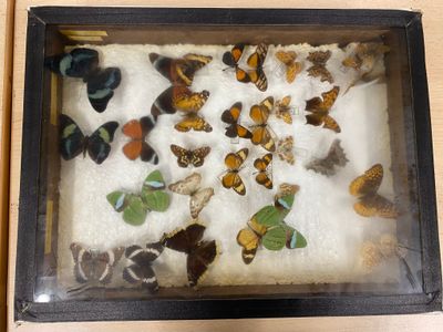 a lot of butterflies that are in a glass case