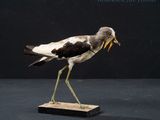 a bird that is standing on top of a wooden block