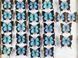 beaucoup de papillons bleus qui se trouvent dans une boîte
